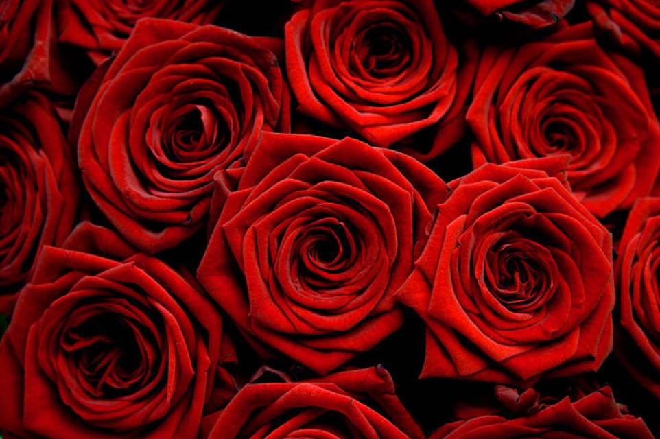 Image result for sarkanas rozes